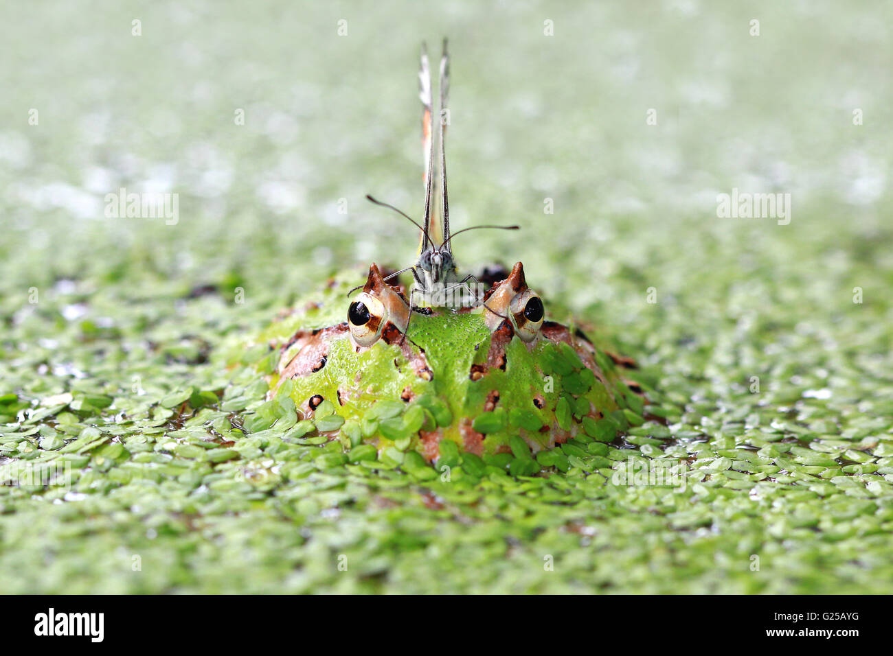 Farfalla posata su Pacman rana, Indonesia Foto Stock