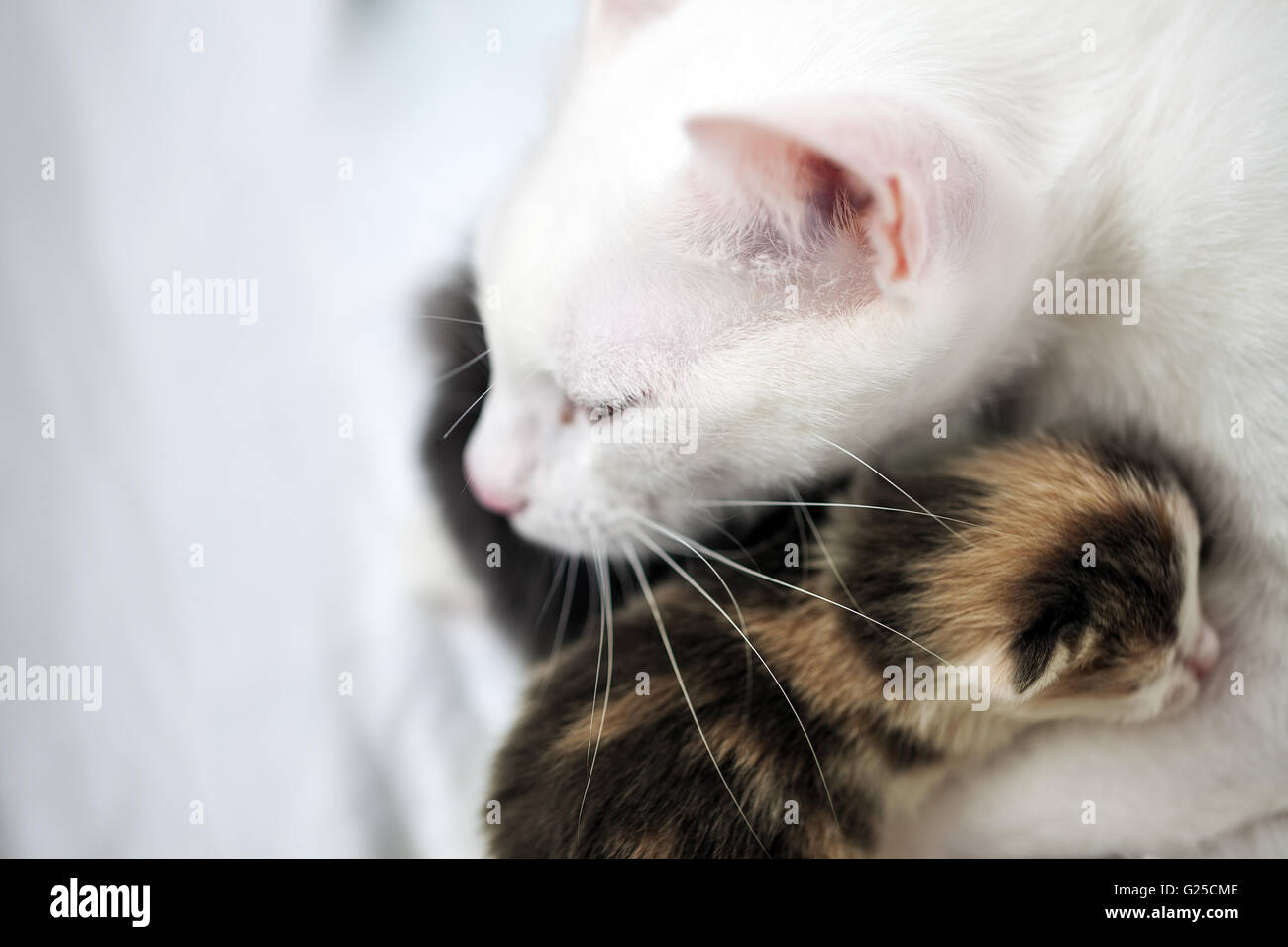 Gatto e gattino. Ritratto di un big cat. Incantevole, rapporto di amore, cura e amore. Foto Stock
