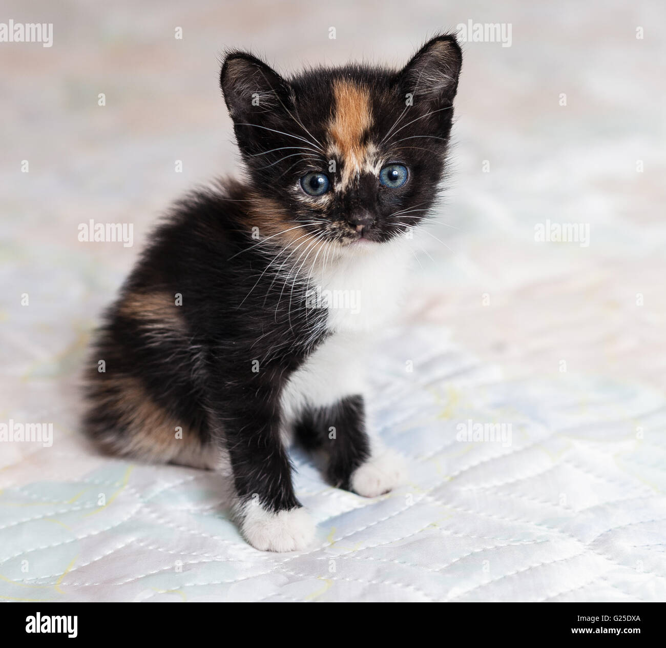 Affascinante piccolo gattino seduto su un letto Foto Stock