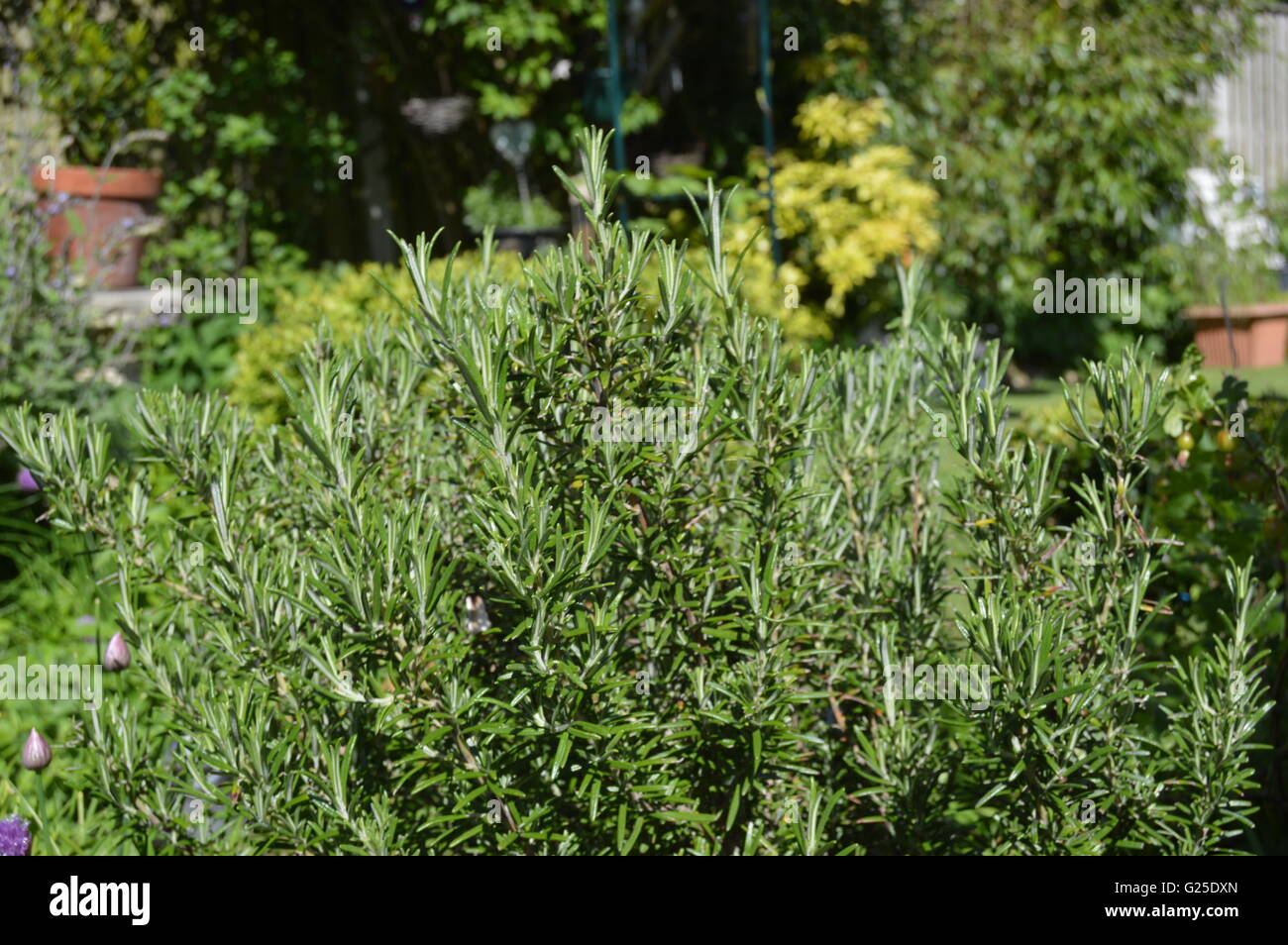 Erbe - il rosmarino (Rosmarino officinalis) comunemente conosciuto come rosmarino, è un'erba legnosa e perenne con le foglie profumate, sempreverde, simili ad ago Foto Stock