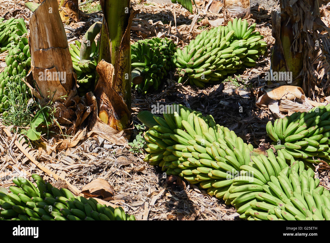 Grappoli di banana a plantation Foto Stock