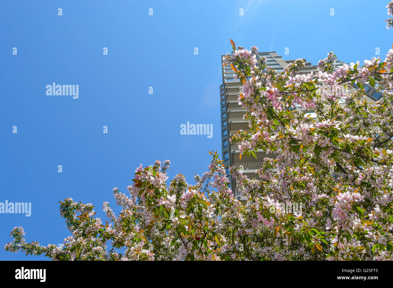 Molla, la fioritura dei ciliegi del tempo nella città. Foto Stock