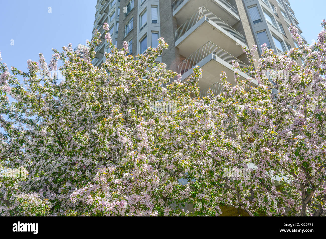 Molla, la fioritura dei ciliegi del tempo nella città. Foto Stock