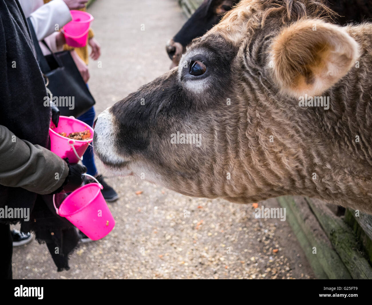 Mucca godendo un secchio di cibo al Kent fattoria albero di Natale Foto Stock