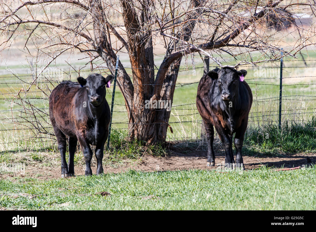 Bovini, ranch pascolo adiacente al piccolo paese di montagna di salida, Colorado, STATI UNITI D'AMERICA Foto Stock