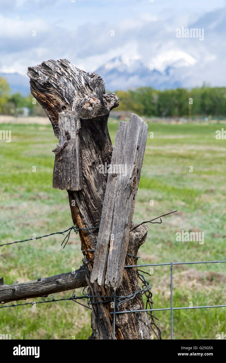 Filo spinato sul ranch prato fencepost in legno; central Colorado; USA Foto Stock
