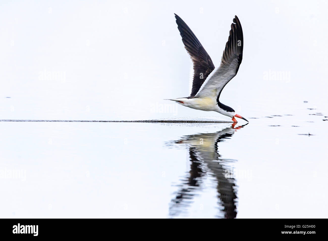 Nero scrematura skimmer Foto Stock