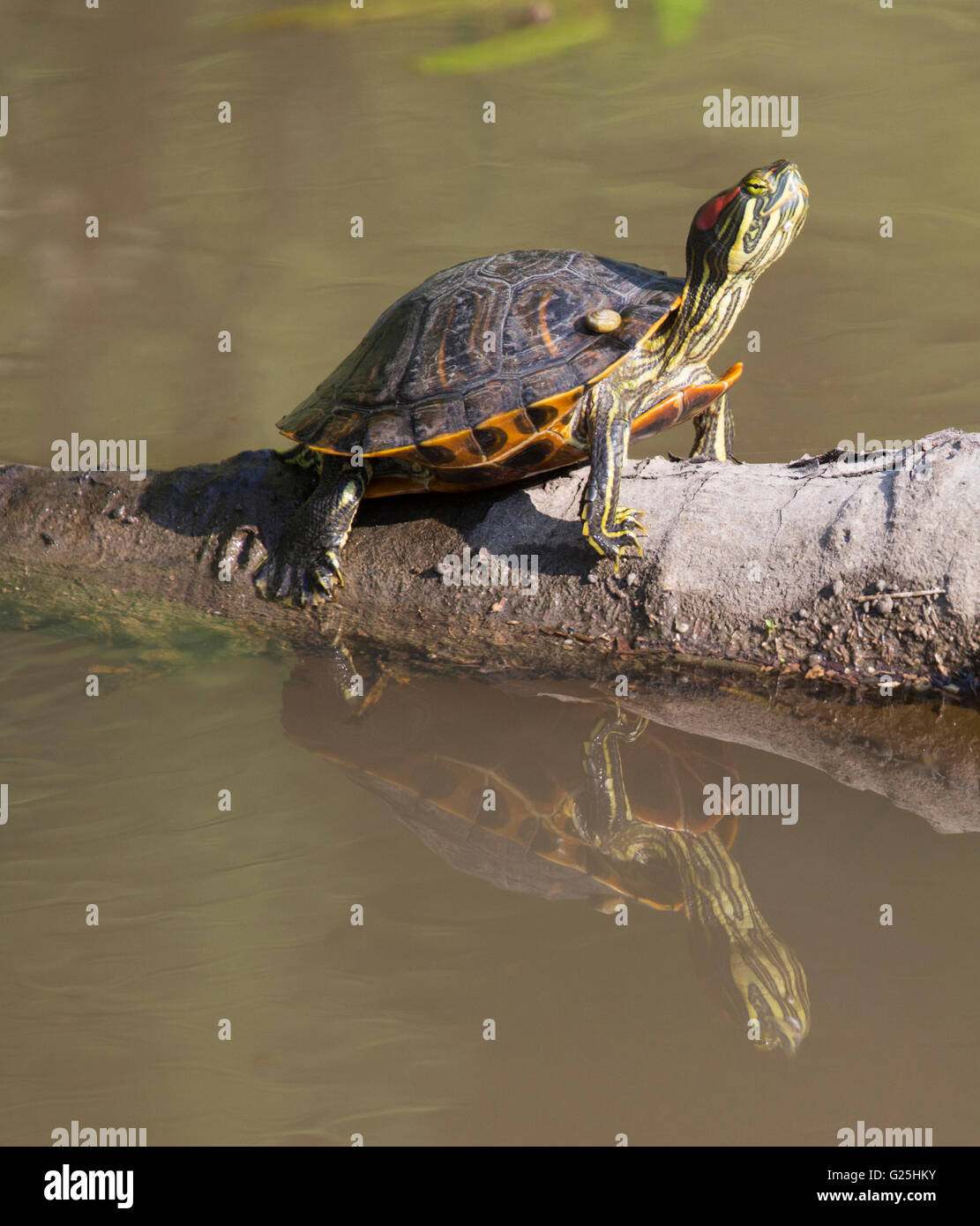 Tartaruga a corsoio dalle orecchie rosse (Trachemys scripta elegans) sunning on log in Cypress Island Preserve sulla costa del lago Martin, Louisiana Foto Stock