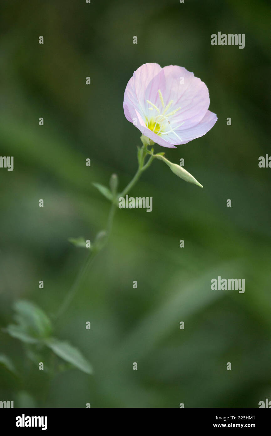 Evening Primerose fiore (Oenothera speciosa), Isola dei Cipressi conservare sul litorale del Lago di Martin Foto Stock