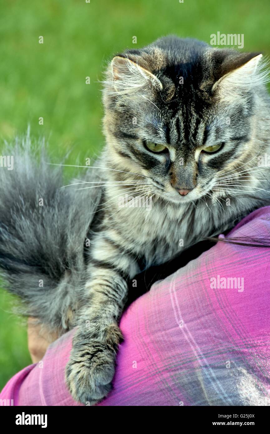 Donna che mantiene un cute cat nelle sue braccia mentre fuori nel cortile Foto Stock