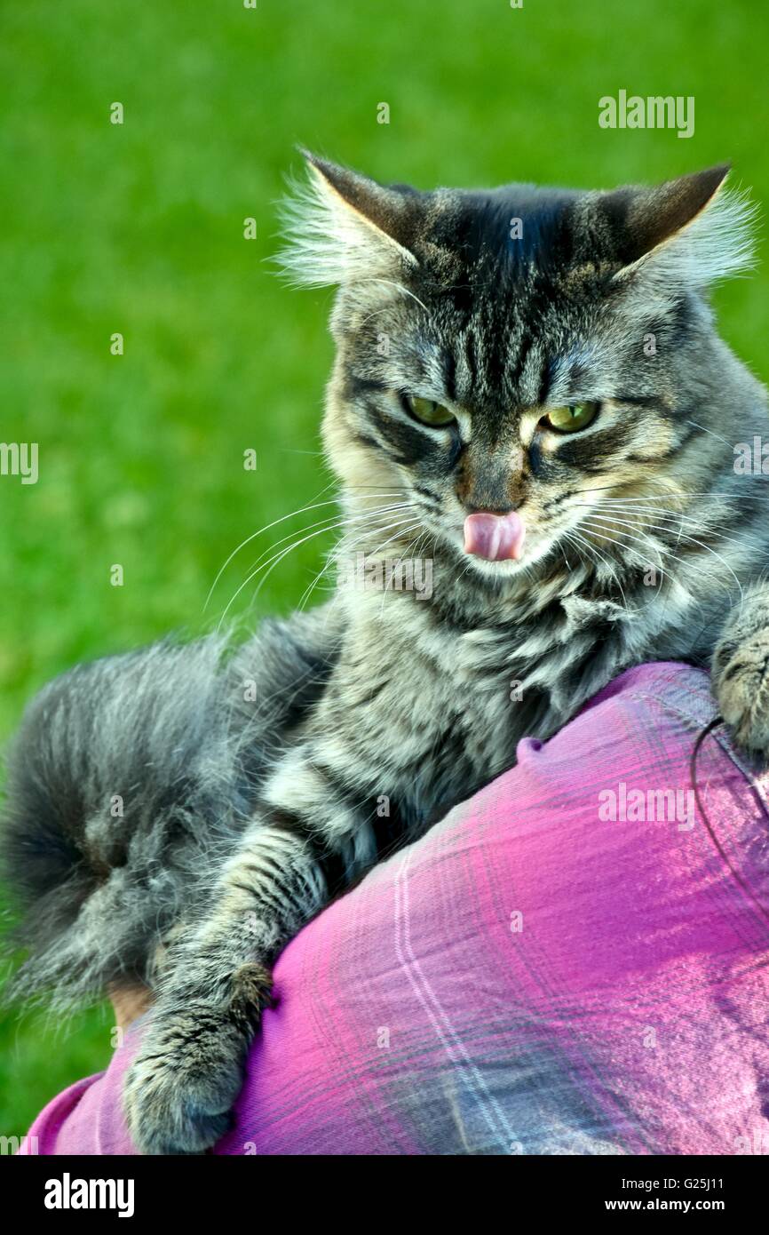 Donna che mantiene un cute cat nelle sue braccia mentre fuori nel cortile Foto Stock