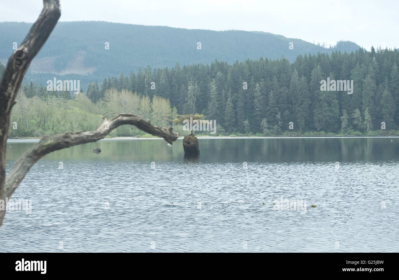 Bonsai Fir Tree reflection in Fairy Lake, Port Renfrew 4 Foto Stock