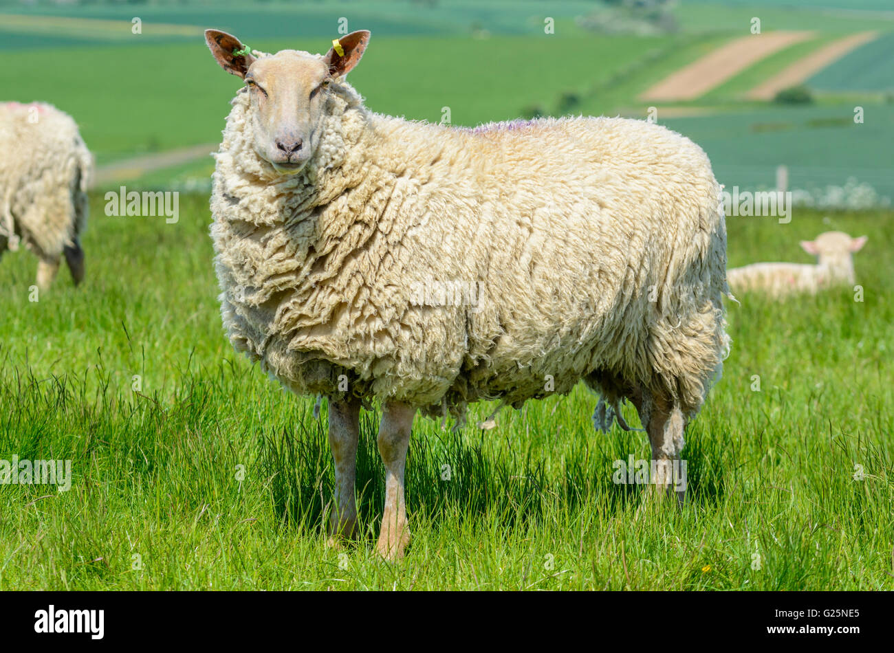 Un bianco pecore (Ovis aries) in piedi in un campo del South Downs nel West Sussex, in Inghilterra, Regno Unito. Foto Stock