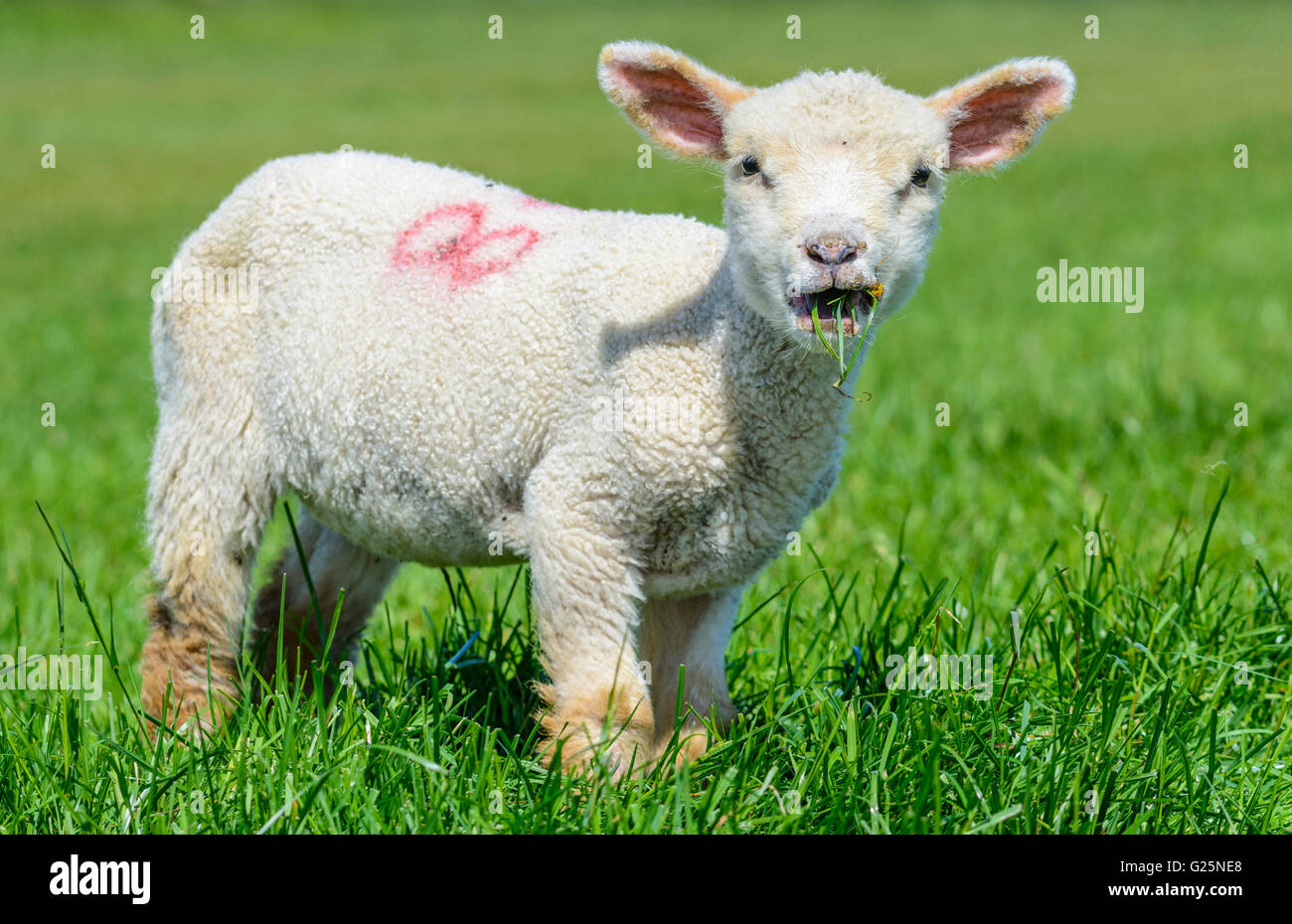 Agnello bianco (Ovis aries) in piedi in un campo guardando la telecamera con erba in bocca nel sud dell'Inghilterra, Regno Unito. Foto Stock