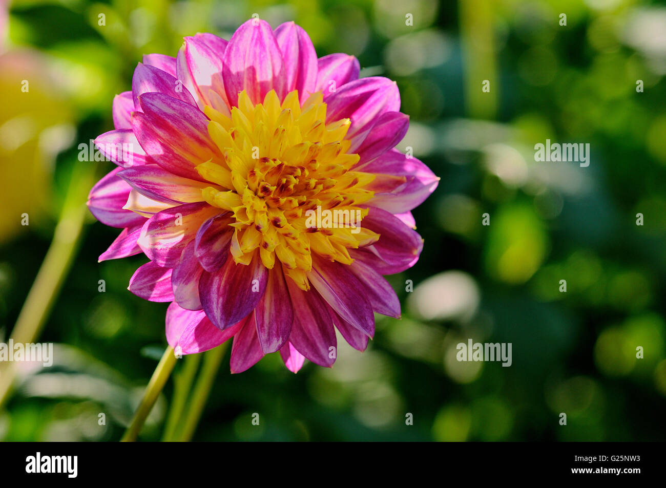 Gartendahlie (Dahlia), varietà Boogie Woogie, rosa-fiore giallo, Nord Reno-Westfalia, Germania Foto Stock