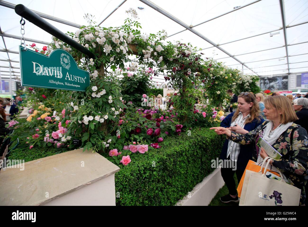 Visitatori guardare rose inglesi sul display di David Austin Roses, che è stato riconosciuto con un Gold Award nel grande padiglione premi al 2016 RHS Chelsea Flower Show. Foto Stock