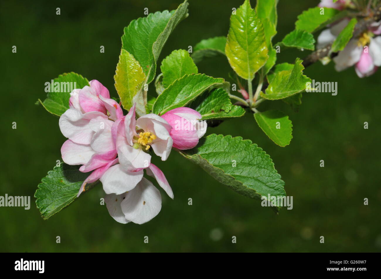 Apple ramo di albero con rosa, bianco e giallo fiore Foto Stock