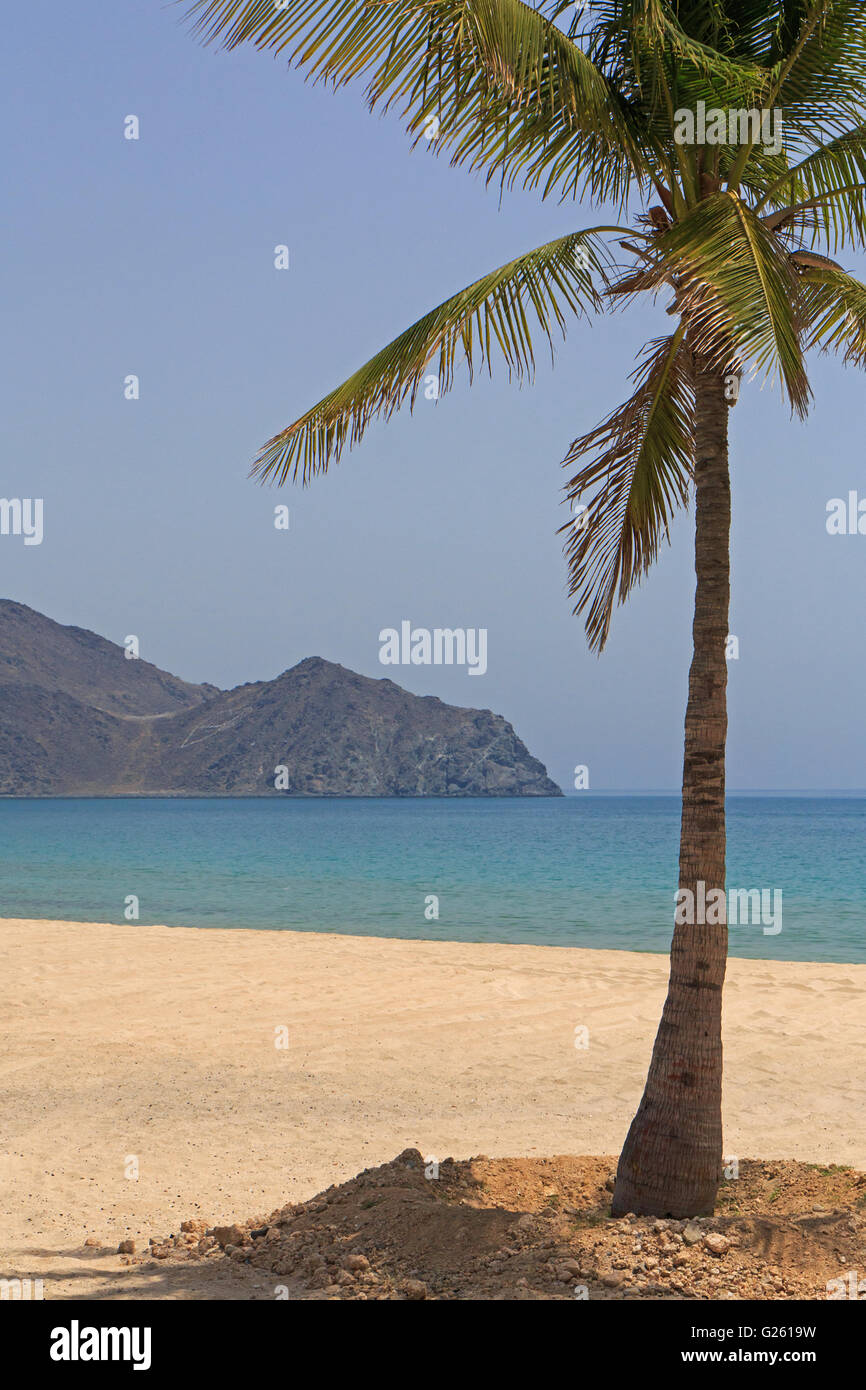 Palm Tree sulla spiaggia in Sharjah Emirati arabi uniti Foto Stock
