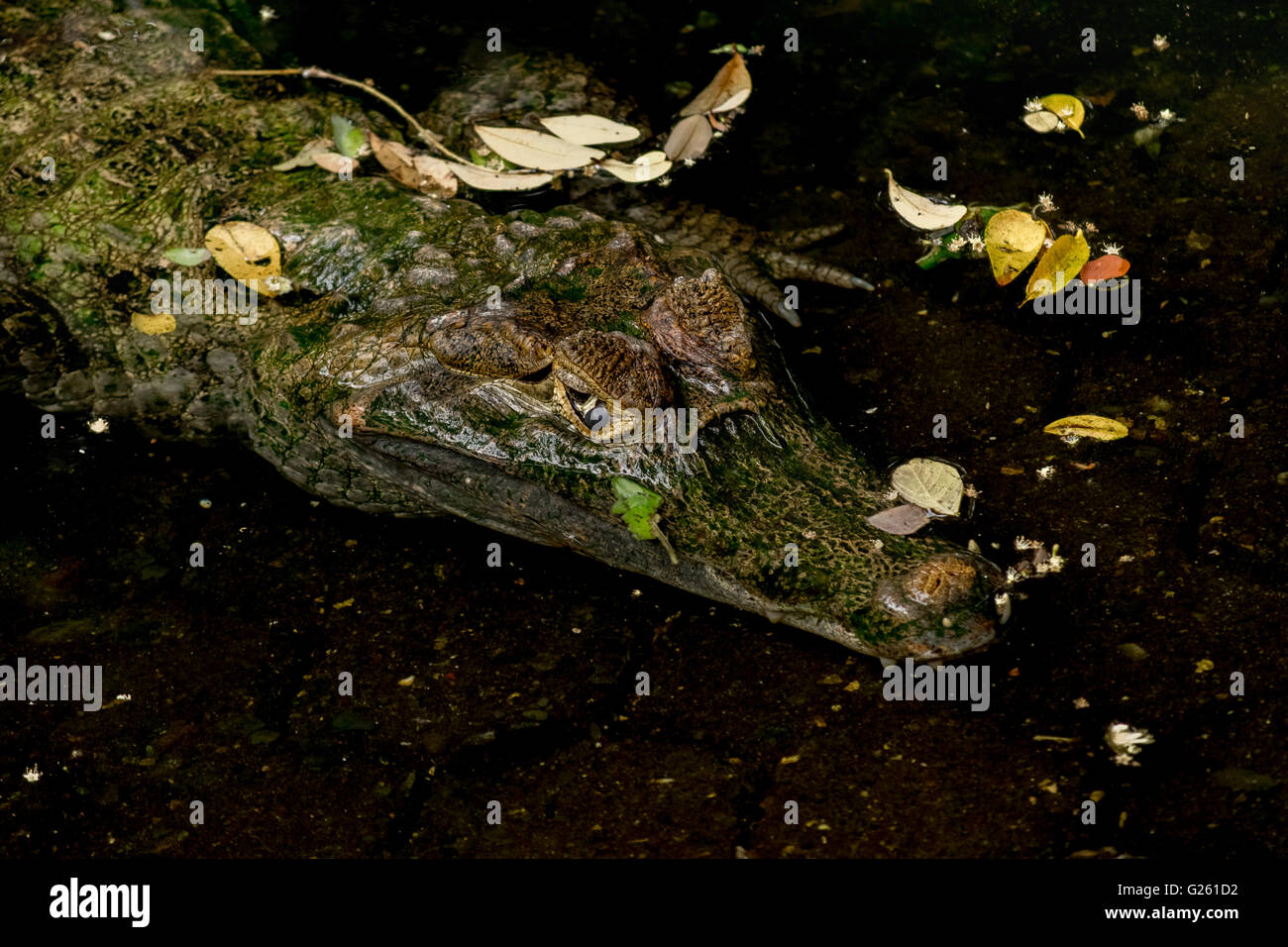 Angolo di alta immagine ravvicinata del caimano tranquilla sull'acqua a storico parco zoo di Guayaquil, Ecuador Foto Stock