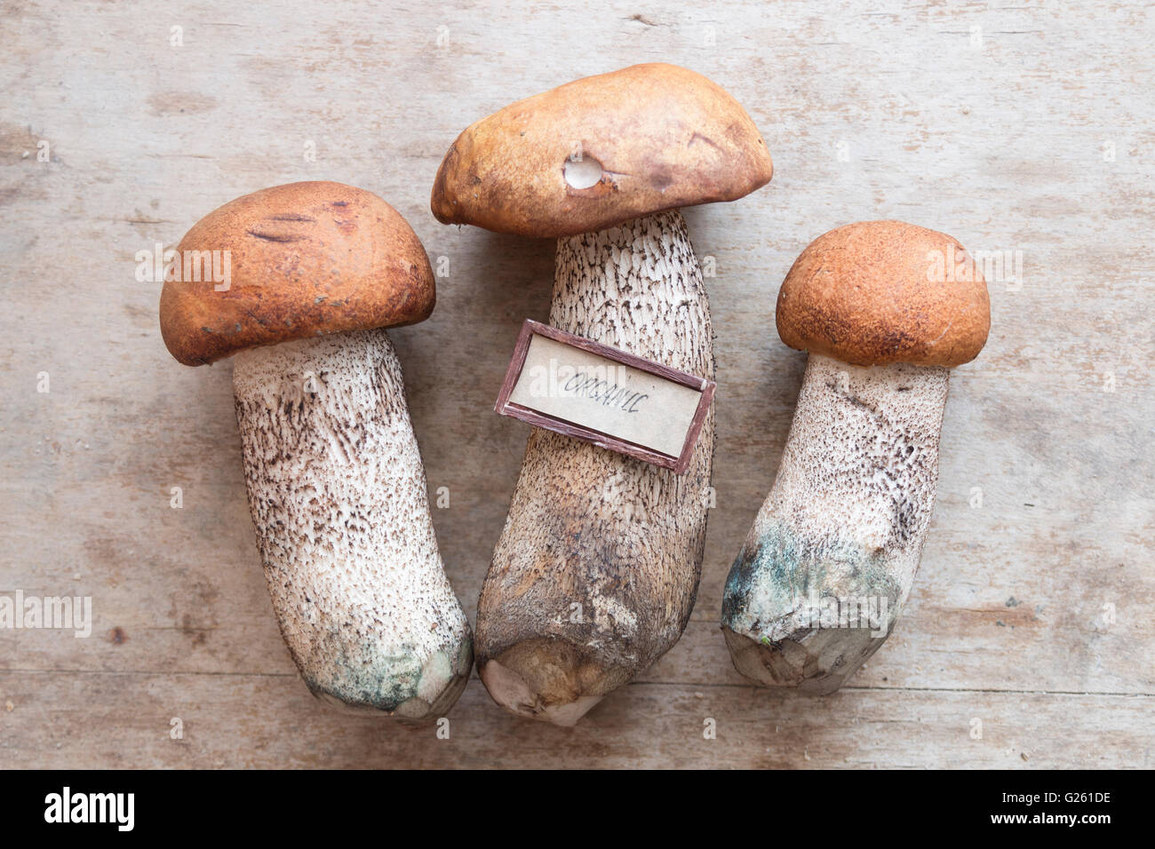 Alimenti biologici idea, funghi selvatici sul tavolo. Foto Stock