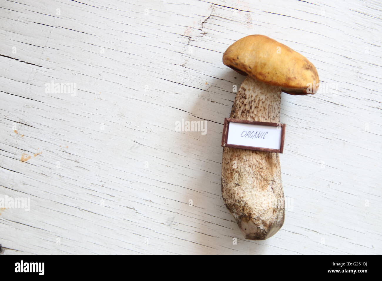 Alimenti biologici idea di funghi selvatici sul tavolo. Foto Stock