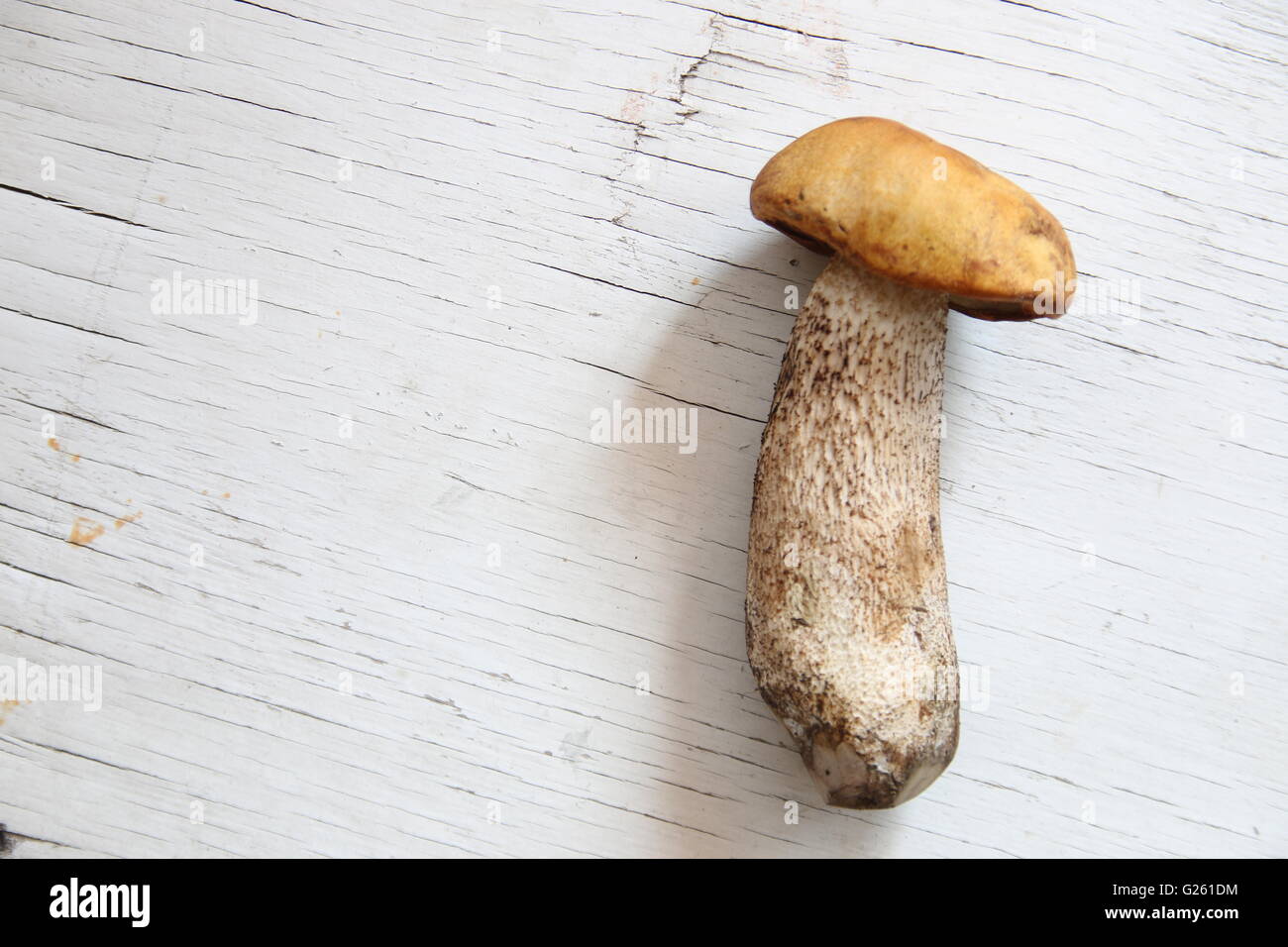 Funghi selvatici sul tavolo Foto Stock
