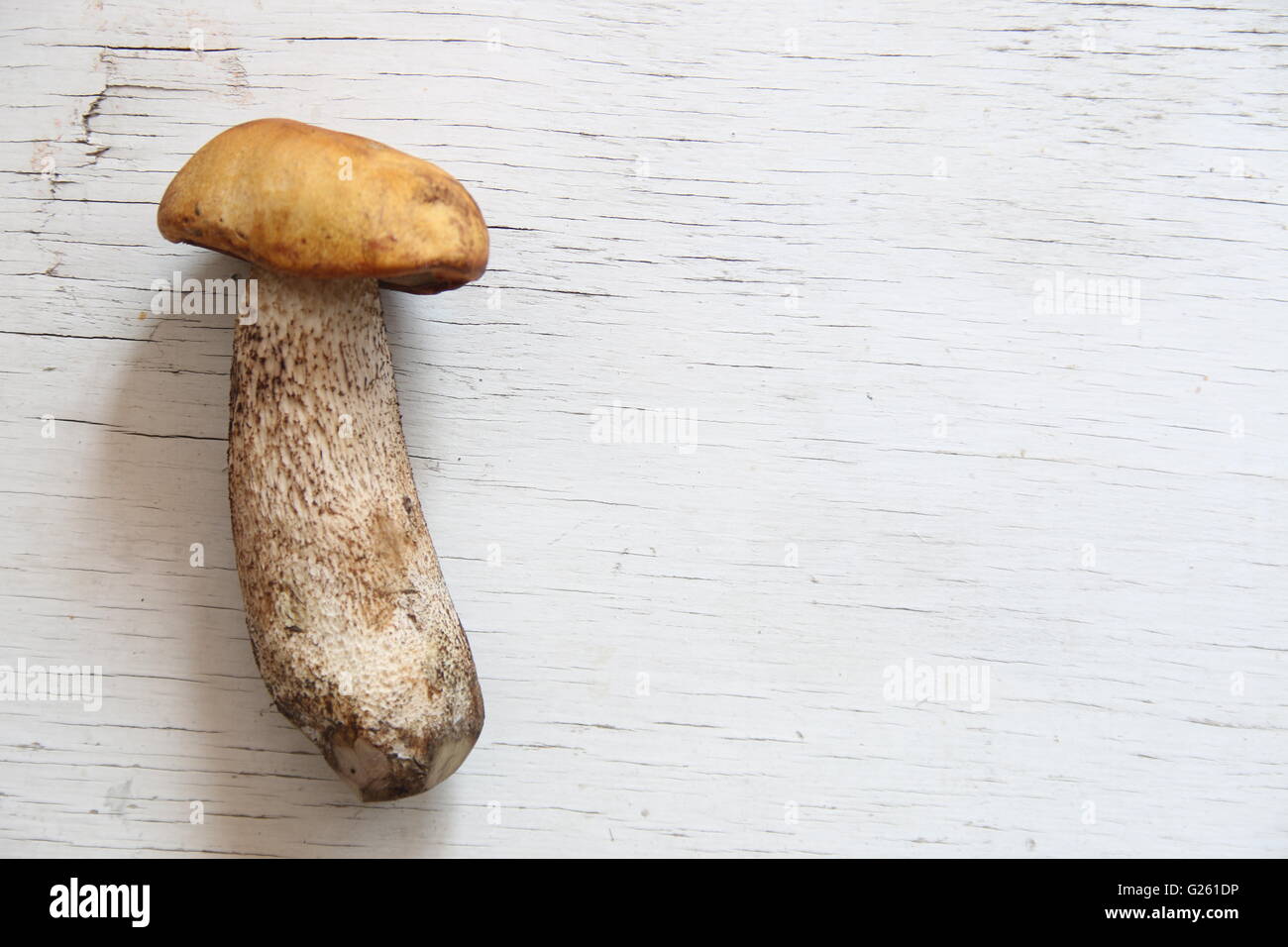 Funghi selvatici sul tavolo Foto Stock