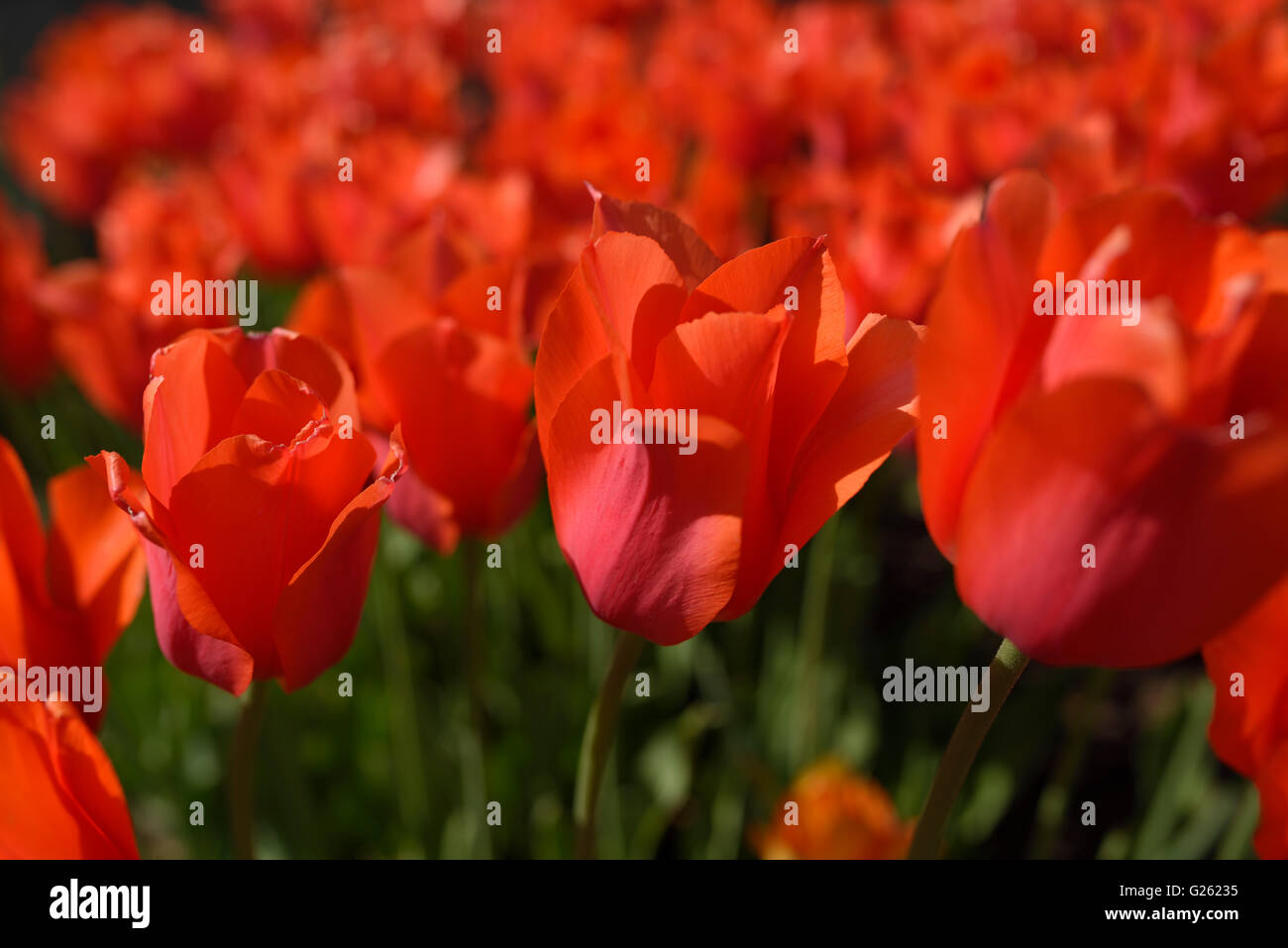 Gruppo di red tulip fiori in un giardino di primavera bed Foto Stock