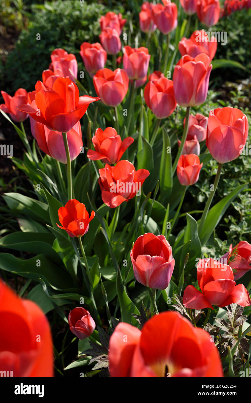 Striscia di red tulip fiori in un soleggiato giardino di primavera bed Foto Stock