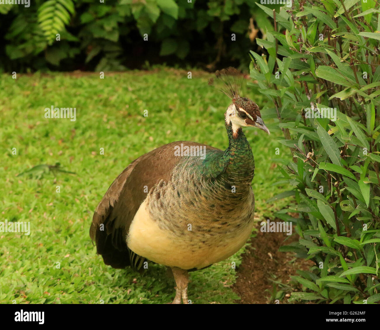 Peafowl selvatici o femmina peacock in Giamaica Foto Stock