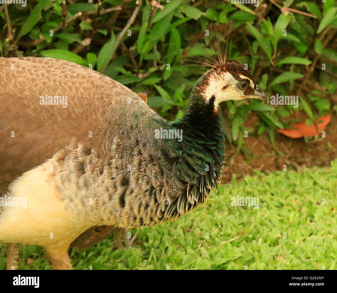 Peafowl selvatici o femmina peacock in Giamaica Foto Stock