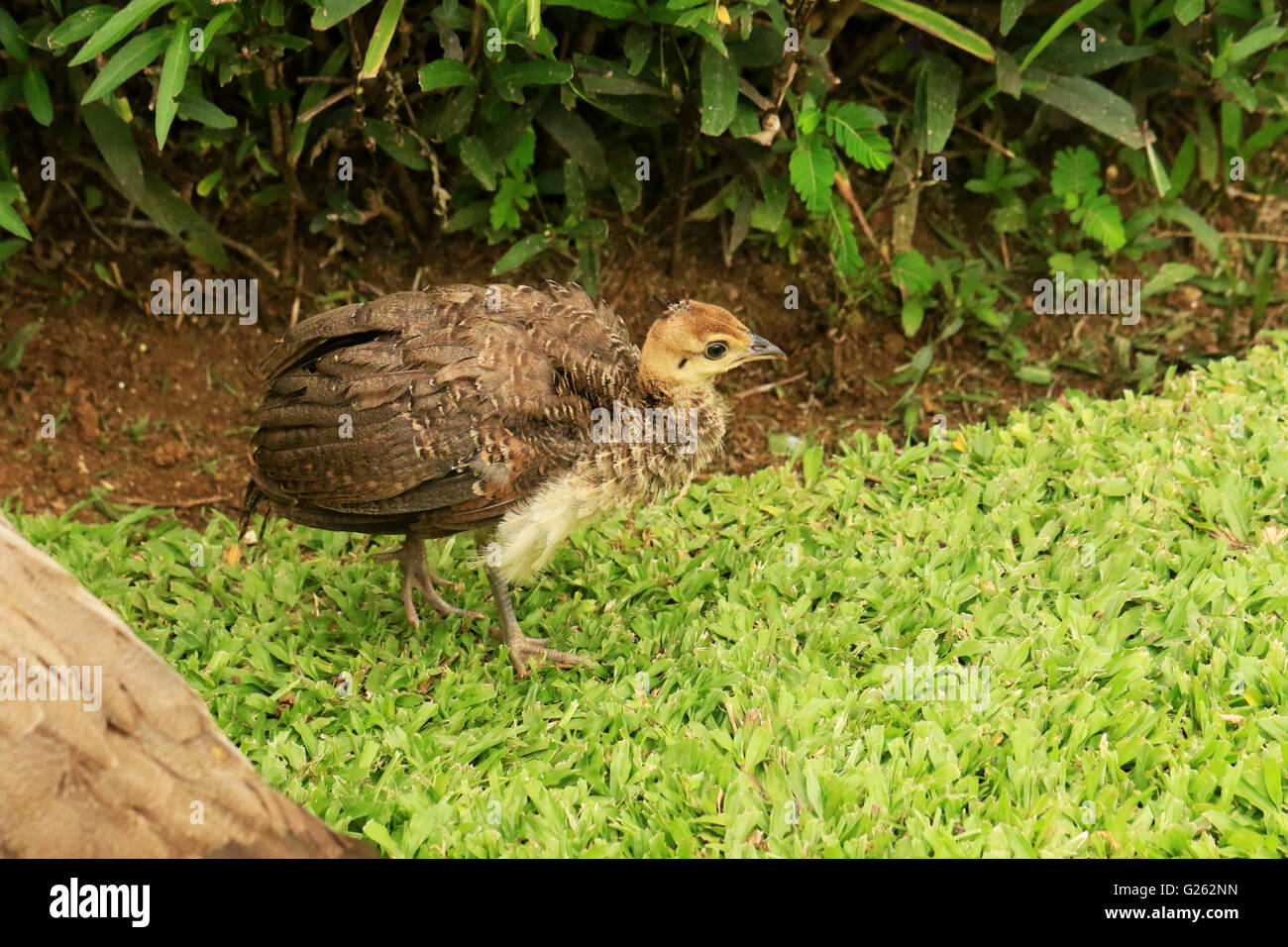 Baby peacock, o peachick, nel selvaggio in Giamaica Foto Stock