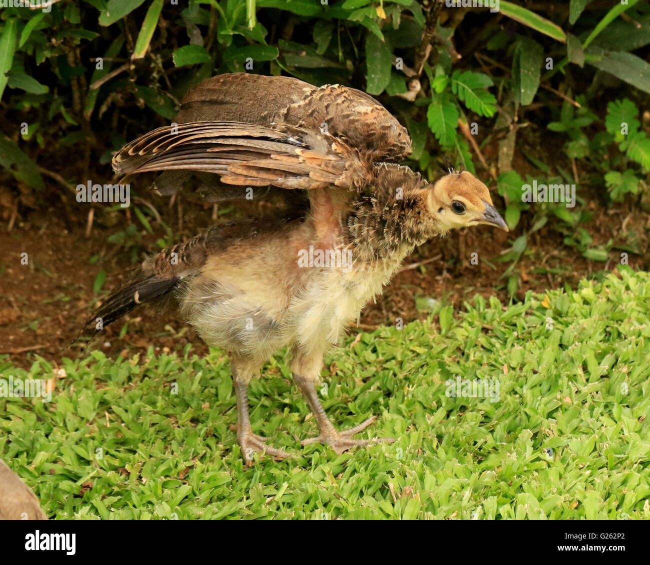 Baby peacock, o peachick, nel selvaggio in Giamaica Foto Stock