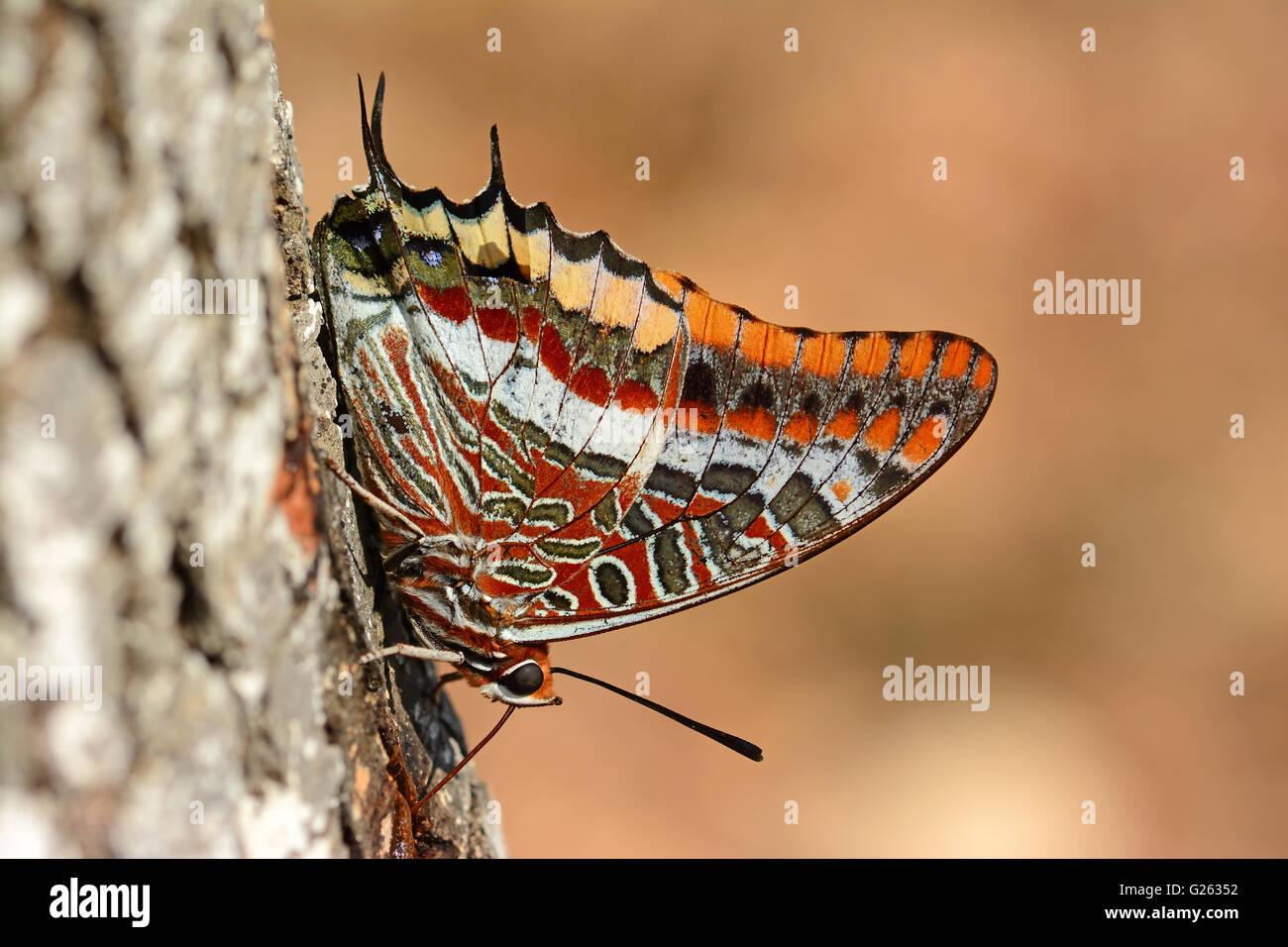 Due-tailed pasha bere a farfalla Foto Stock