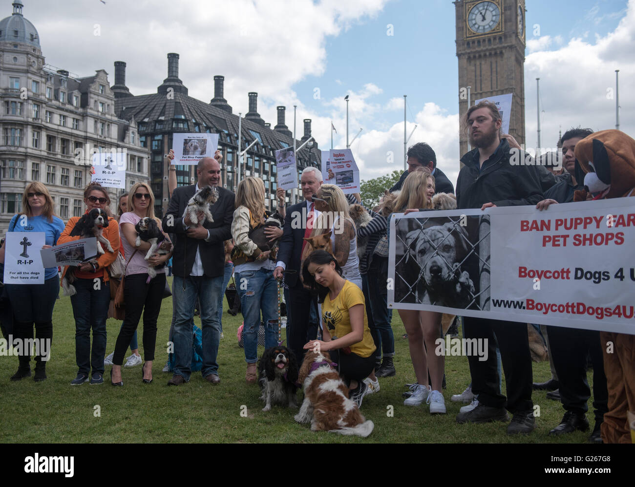 Londra, Regno Unito. Xxiv Maggio, 2016. Cucciolo di protesta di allevamento al di fuori del Parlamento Credito: Ian Davidson/Alamy Live News Foto Stock