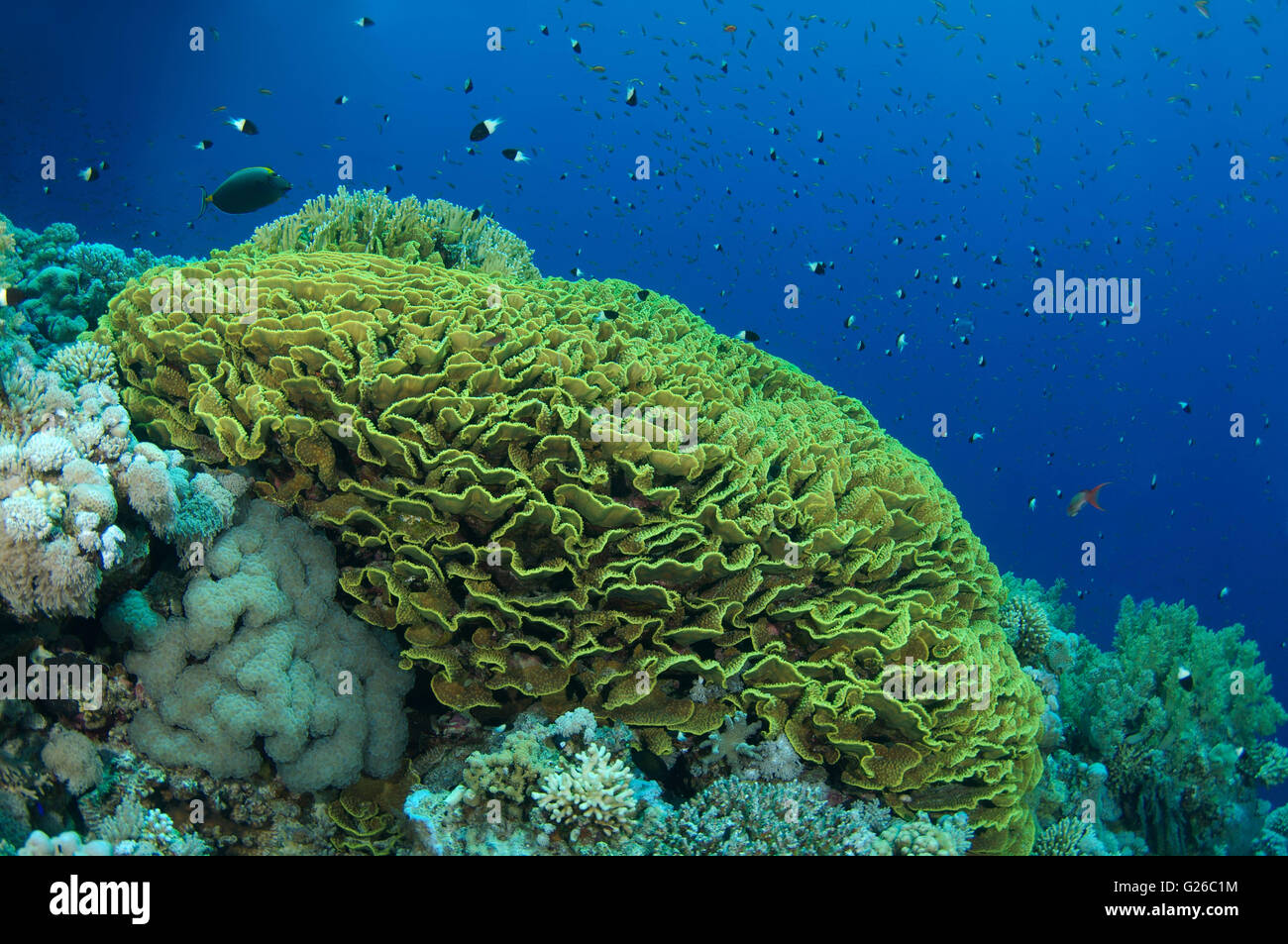 Mar Rosso, Egitto. 3 Mar, 2016. Arancio brillante scuola di pesce Longspine anthias, lyretail coralfish, lyretail anthias, mare goldie o scalefin anthia (Pseudanthias squamipinnis) nuota vicino a fungo Corallo pelle verde o toadstool coral (Sarcophyton trocheliophorum), Mar Rosso, Egitto, Africa © Andrey Nekrasov/ZUMA filo/ZUMAPRESS.com/Alamy Live News Foto Stock