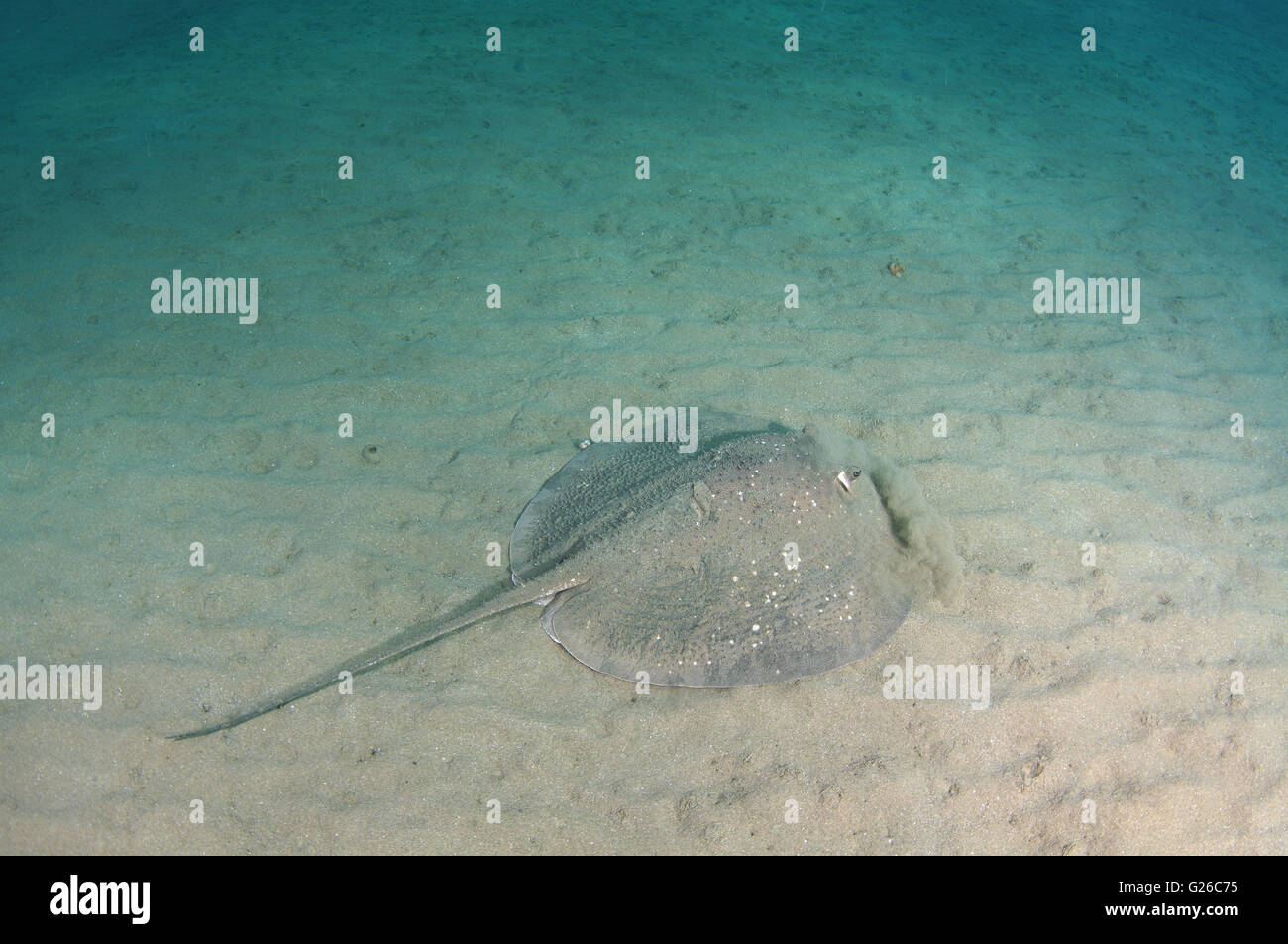 Mar Rosso, Egitto. 3 Mar, 2016. Round ribbontail ray, nero raggio maculato, nero-spotted stingray, fiocco stingray o gigante reef ray (Taeniura meyeni) si solleva una nuvola di polvere per la mascheratura, Mar Rosso, Marsa Alam, Abu Dabab, Egitto, Africa © Andrey Nekrasov/ZUMA filo/ZUMAPRESS.com/Alamy Live News Foto Stock