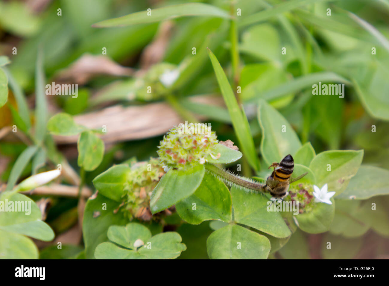 Asuncion in Paraguay. 25 Maggio, 2016. Honey Bee impollinatori un messicano tropicale di trifoglio (Richardia brasiliensis) fiore è visto durante questo pomeriggio nuvoloso in Asuncion in Paraguay. Il miele delle api come insetti impollinatori, gioca un ruolo critico nel mantenimento di piante naturali europee e garantire la produzione di semi di piante da fiore. Credito: Andre M. Chang/ARDUOPRESS/Alamy Live News Foto Stock