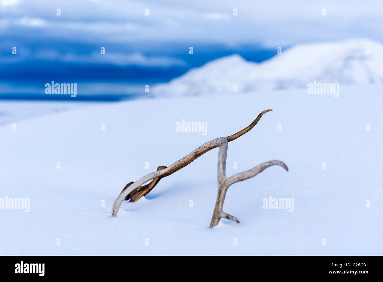 Renna delle Svalbard palchi con montagne innevate sullo sfondo a Longyearbyen, Svalbard, Spitsbergen, Norvegia Foto Stock