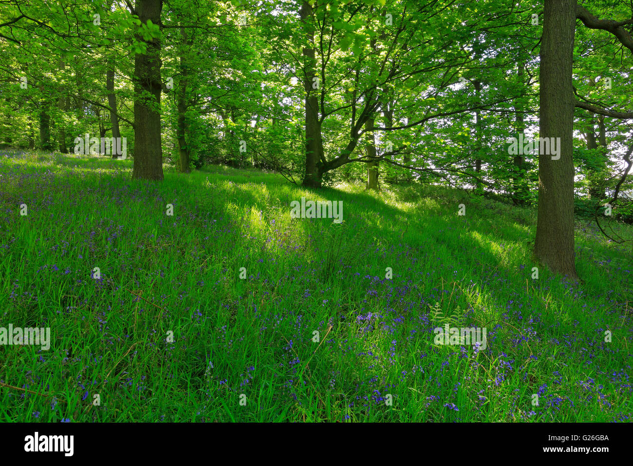Bluebells nella zona ovest di legno, Honley, vicino a Leeds, West Yorkshire, Inghilterra, Regno Unito. Foto Stock