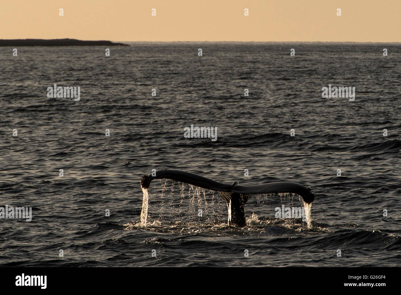 Humpback Whale fluke San Ignacio Laguna, Baja California, Messico Foto Stock