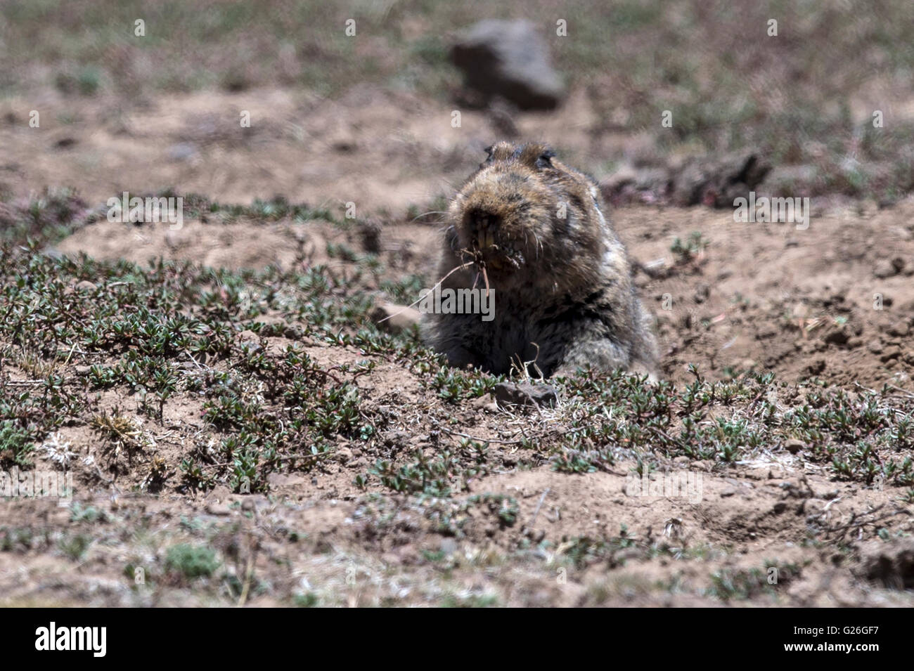 Mole gigante di ratto balla alimentazione montagne, Etiopia Foto Stock