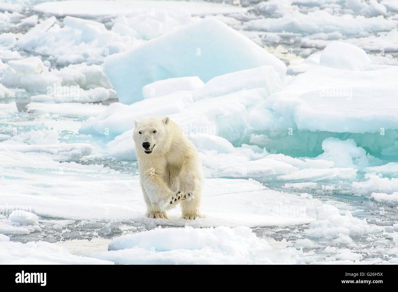Polar Bear Cub saltando da un pezzo di mare di ghiaccio a un altro Foto Stock