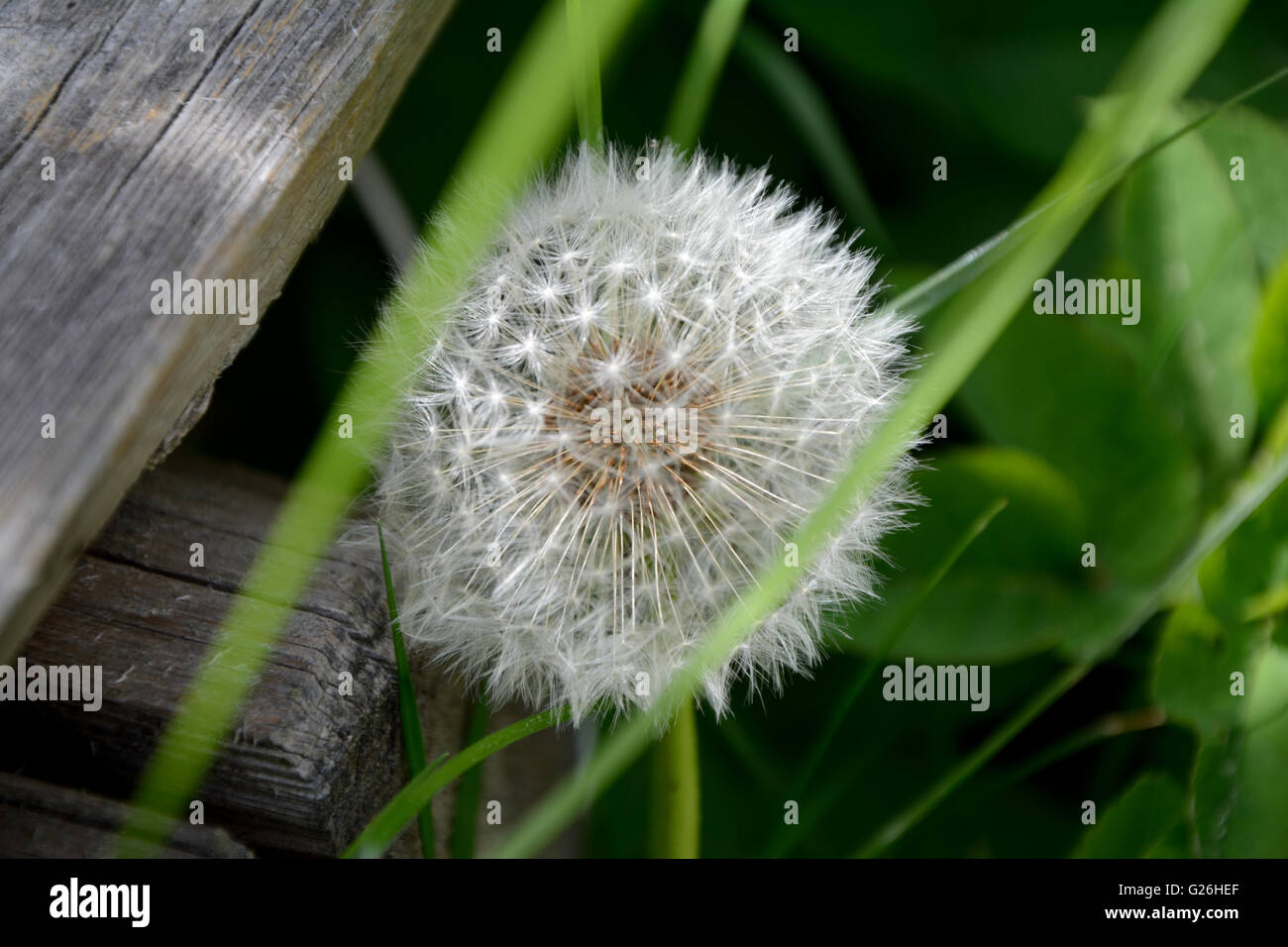 Unico tarassaco tra erba a vecchio tavolato in legno Foto Stock