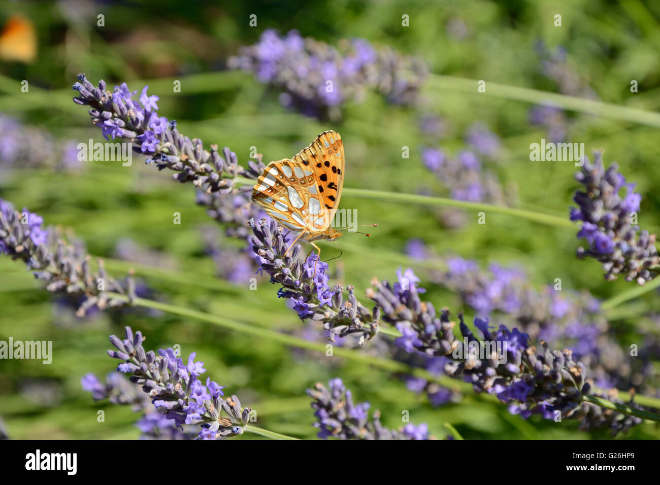 Farfalla sulla violetta di fiori di lavanda. Foto Stock