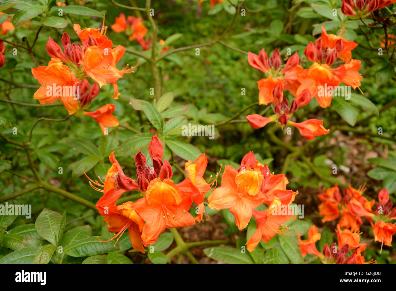 Rhododendron un tizzone fiori e foglie close up Foto Stock