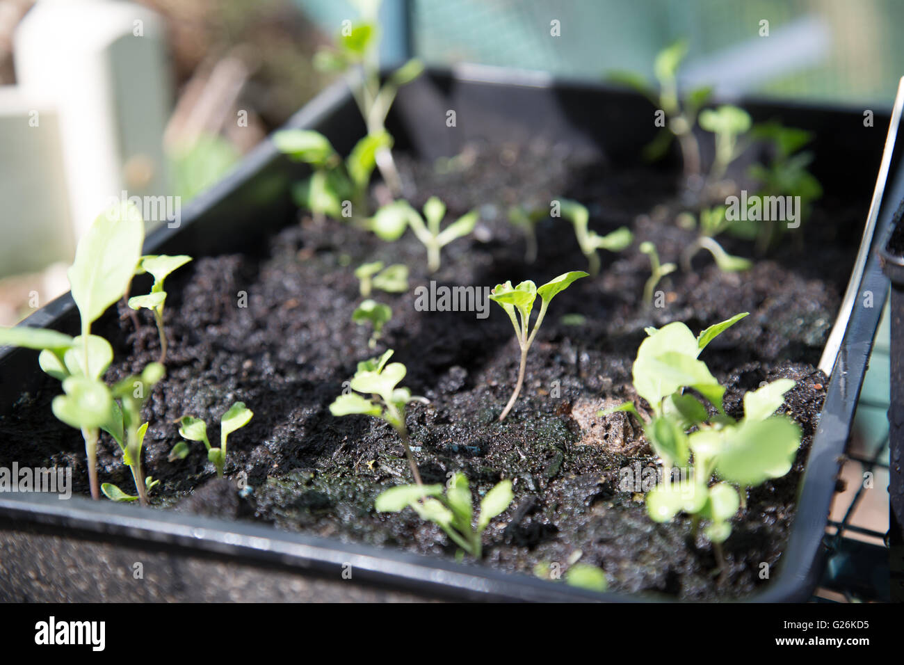Una selezione di cavolo piantine che crescono in un vassoio di compost Foto Stock