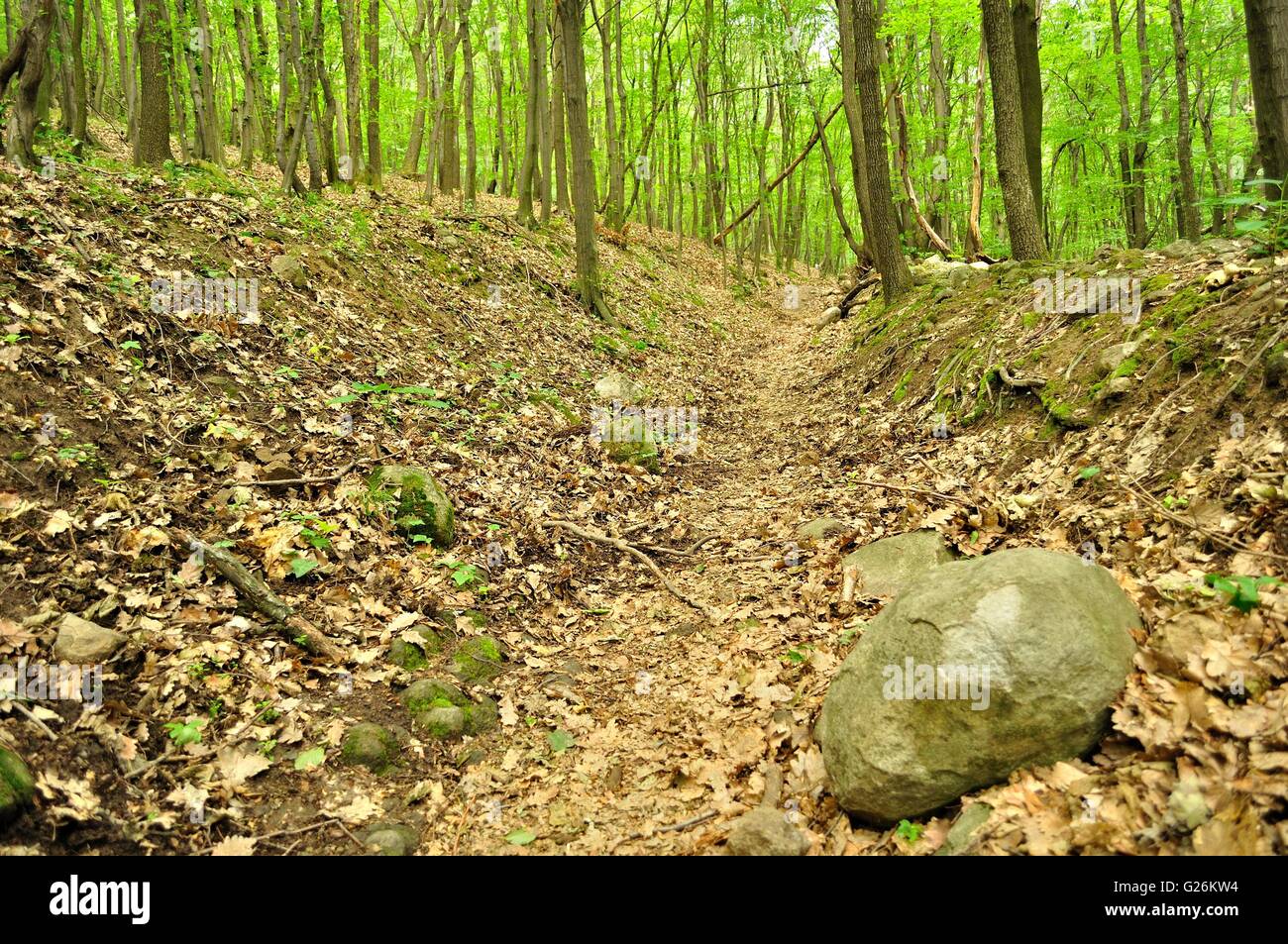 Foresta di primavera in scena con la grande pietra nell angolo in basso a destra Foto Stock