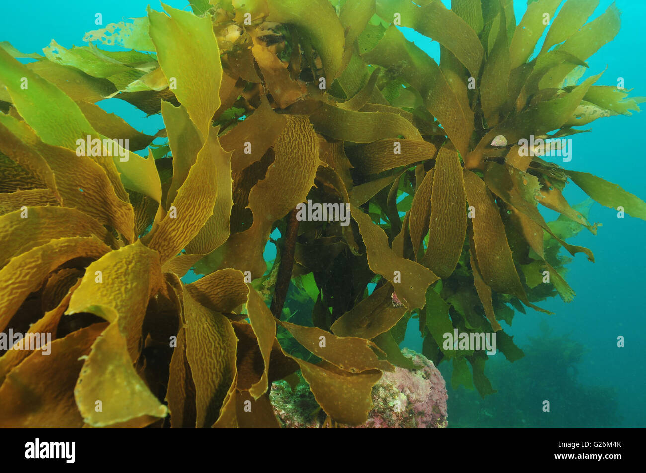 Sgambate brown kelp Ecklonia radiata Foto Stock