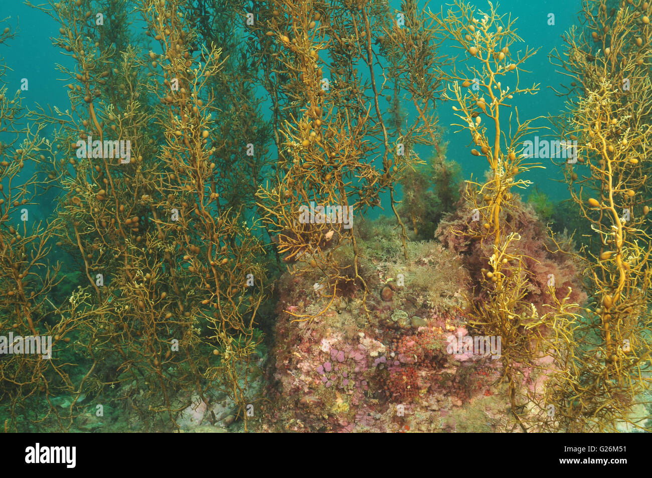 Fondale basso kelp foresta sul piatto scogliera rocciosa Foto Stock